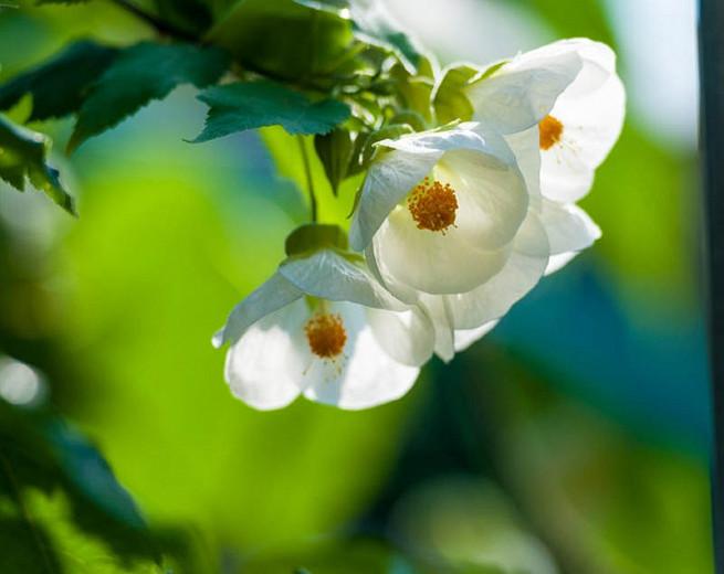 Abutilon 'Lucky Lantern White', Flowering Maple 'Lucky Lantern White', Abutilon hybrida 'Lucky Lantern White', Abutilon 'Nuabtwhite', White Flowers, evergreen shrubs